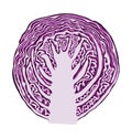 Vector red cabbage cut Royalty Free Stock Photo