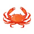 Vector red crab illustrationseafoodlover Royalty Free Stock Photo