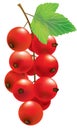 Vector red currant