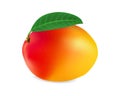 Realistic mango fruit vector illustration