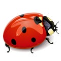 Vector Red ladybird