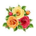 Red, orange and yellow roses isolated on white. Vector illustration. Royalty Free Stock Photo