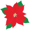 Red Christmas poinsettia flower Royalty Free Stock Photo