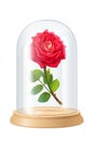 Vector red rose, glass flask Royalty Free Stock Photo