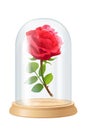 Vector red rose, glass flask Royalty Free Stock Photo