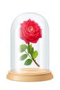 vector red rose, glass flask Royalty Free Stock Photo