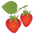 Vector Red Strawberries. Vector Strawberry.