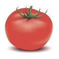 Vector red tomato Royalty Free Stock Photo