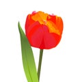 Vector Red tulip