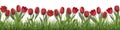 Vector red tulips and grass