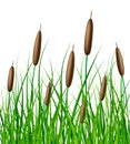 Vector reed with grass