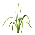 Vector reed. Water green plant.