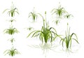 Vector reed. Water plants in different variants with shadows.