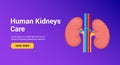 Vector renal human kidney organ care. Kidney disease anatomy medical poster.