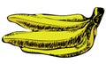 Vector retro hand drawn sketch style yellow summer banana branch illustration