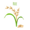 Rice plant, vegetarian food. Green harvest, oryza wheat. Vector