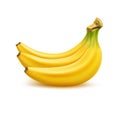 Vector ripe banana bunch, realistic fresh fruit Royalty Free Stock Photo