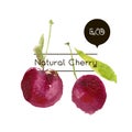 Vector ripe fresh nature cherry