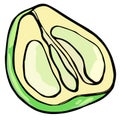 Vector ripe fruit, hand drawn half of pomelo, fruit clip art