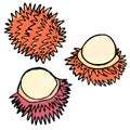 Vector ripe fruit rambutan, hand rawn half pilled rambutan