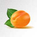 Vector ripe orange apricot on transparent background. Object from realistic 3D vector fruit collection