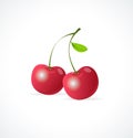 Vector Ripe red cherry berries