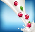 Vector ripe, red cranberry falling in milk. Milk splash with berries isolated on blue background. Template for advertising yogurt Royalty Free Stock Photo