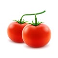 Vector Ripe Red Whole Tomatoes on Branch Royalty Free Stock Photo