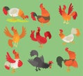 Vector rooster chicken cartoon character illustration. Rooster isolated on background. Farm animal bird symbol