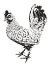 Vector Rooster Illustration