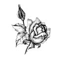 Vector Rose floral botanical flower. Black and white engraved ink art. Isolated roses illustration element. Royalty Free Stock Photo