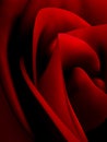 Vector rose illustration Royalty Free Stock Photo