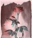 Vector rose vintage on burned wood