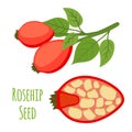 Vector rosehip, seeds, haw, medical herbal plant. Cartoon flat style