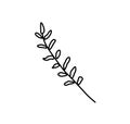 Vector rosemary branch with a black line.Simple food and cooking