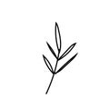 Vector rosemary branch with a black line.Simple food and cooking