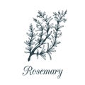 Vector rosemary branch illustration.Hand drawn sketch of cosmetic plant.Botanical illustration of organic culinary herb.