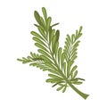 Vector rosemary illustration isolated in cartoon style. Herbs and Species Series.