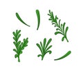 Vector rosemary plant illustration, leaves isolated on white backgound.