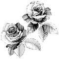 Vector roses. Floral botanical flower. Wild spring leaf wildflower isolated.