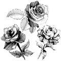 Vector roses. Floral botanical flower. Wild spring leaf wildflower isolated.