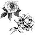 Vector roses. Floral botanical flower. Wild spring leaf wildflower isolated.