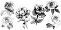 Vector roses. Floral botanical flower. Wild spring leaf wildflower isolated.