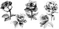 Vector roses. Floral botanical flower. Wild spring leaf wildflower isolated.