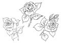 Vector roses. Trace of freehand drawing.