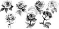 Vector roses. Floral botanical flower. Wild spring leaf wildflower isolated.