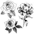 Vector roses. Floral botanical flower. Wild spring leaf wildflower isolated.