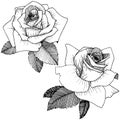 Vector roses. Floral botanical flower. Wild spring leaf wildflower isolated.