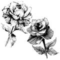 Vector roses. Floral botanical flower. Wild spring leaf wildflower isolated.