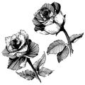 Vector roses. Floral botanical flower. Wild spring leaf wildflower isolated.